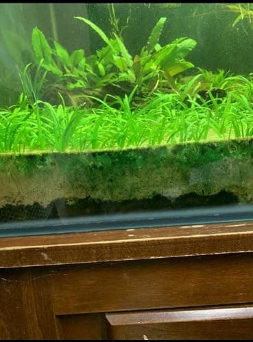 15x Dwarf Sagittaria Subulata Dwarf Sag Live Aquarium Plants Aquatic Carpet Plant Buy 2 GET 1FREE thumbnail 9