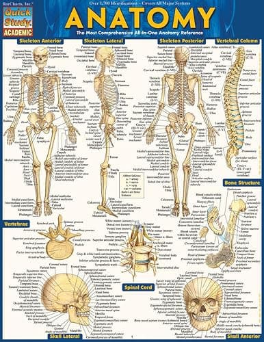 Anatomy: QuickStudy Laminated Reference Guide (Quickstudy Academic) thumbnail 3