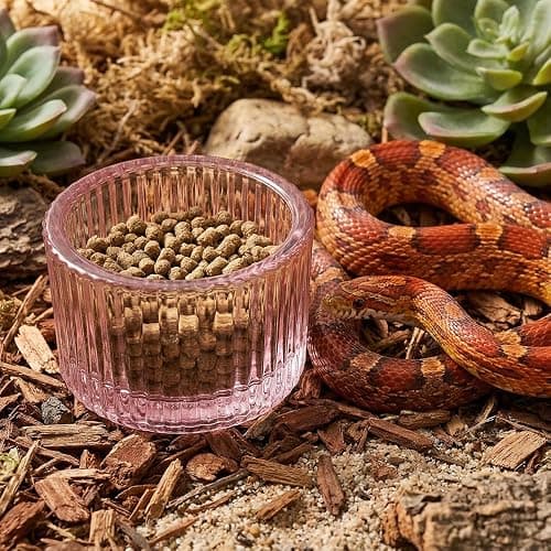 4 Pack Glass Reptile Feeding Dish Food Water Bowl Colorful Eating Container for Small Reptile Lizard Gecko Corn Snake (Random Color thumbnail 2