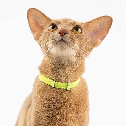 BuddyArmor Safety Cat Collar - U.S. IDA Gold Awarding Design, Stretch Elastic Quick Release, Non Breakaway - Light Weight for Kitten, Neck Fit 7.8'-15.7' for All Small Large Cat,M(Glacier Silver) thumbnail 2