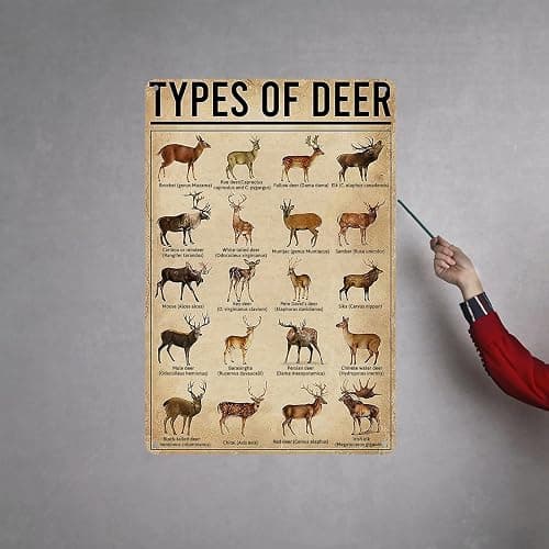 HYBLOM Rustic Types Of Deer Metal Sign, Vintage Farmhouse Wall Art Tin Sign - Hunting Decor & Educational Poster for Home, Man Cave, and Bar 8x12 Inches thumbnail 7