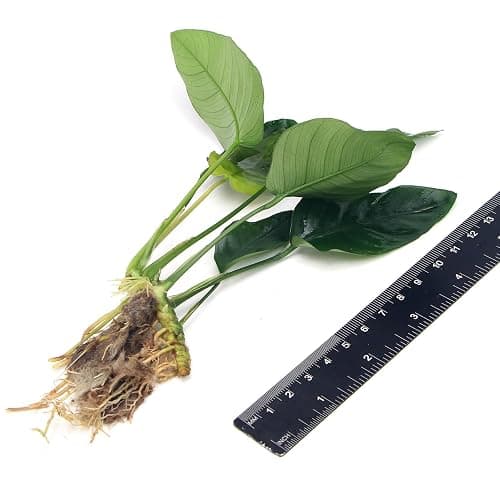 Anubias Barteri VAR Nana Live Aquarium Plants Aquascaping Fish Tank Plant k2aqua thumbnail 3