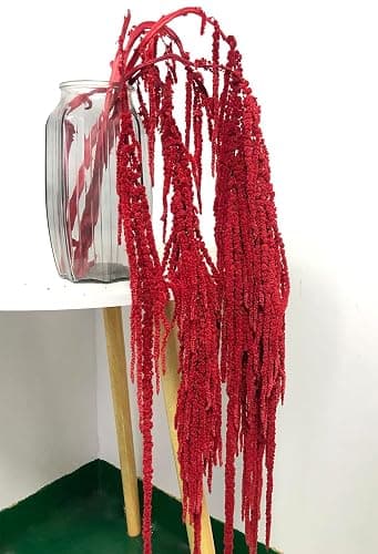 DongArts 5 Pcs Bleached Wisteria Vine Hanging Dried Flowers, Natural Preserved Hanging Amaranthus Flowers for Wedding Bouquet, Wall Home Party Decor (Hot Red) - Image 1