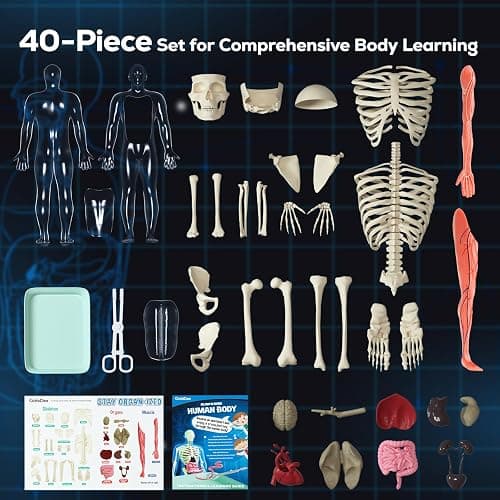 5. GobiDex Human Body Skeleton Model Kits, 40 Piece Anatomy Figure,Glow in The Dark Bones Interactive Science Kit, STEM Educational Toys for Boys and Girls, Halloween Physiology Gifts for Kids Ages 8+ thumbnail 6