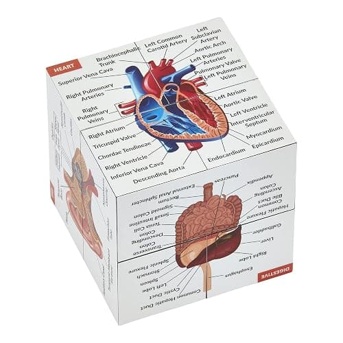 Human Anatomy Study Cube | Study 9 Parts of The Human Body | Perfect Anatomy Revision Guide | Addictive Anatomy Model Cube | Great Gift for Nurse, Dentist, Medical Students - Image 1