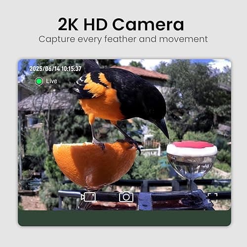 Smart Bird Feeder with Camera Solar Powered, 2K HD Video, AI Bird Species Identification, Instant Arrival Alerts, Weatherproof Design for Effortless Birdwatching, Best Gift for BirdLovers, Red thumbnail 3
