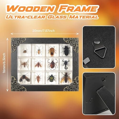 12 Pcs Insect in Resin Specimen Bugs Collection Paperweights, Resin Insects Specimen Frame Decoration for Tabletop Wall Art Decoration Scientific Educational Display Supplies (12 PCS Insects) thumbnail 6