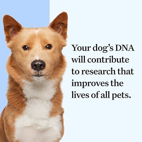 Wisdom Health Essential Dog DNA Kit | Most Accurate Test | 365+ Breeds | 30 Genetic Health Conditions | 50+ Traits, Relatives, Ancestry | Pack of 1 thumbnail 8