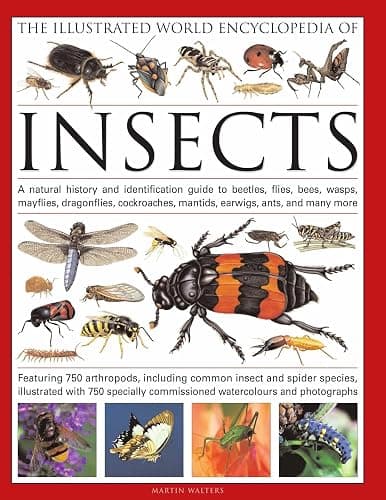 The Illustrated World Encyclopedia of Insects: A Natural History and Identification Guide to Beetles, Flies, Bees, wasps, Springtails, Mayflies, ... Crickets, Bugs, Grasshoppers, Fleas, Spid - Image 1