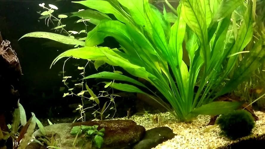 Amazon Sword - Echinodorus Bleheri x3 Plants - Live Aquarium Plant thumbnail 2