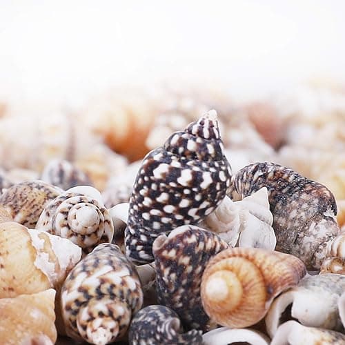 2000 PCS Tiny Mini Small Sea Shells for Crafting Spiral Conch Shells for Crafts Charms for Home Decorations Candle Decor DIY Fish Tank and Beach Vase Filler thumbnail 5