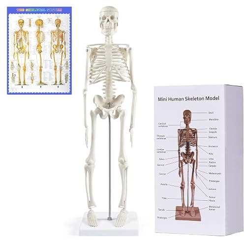 NLShan Human Skeleton Model for Anatomy: Scientific Model with Movable Arms, Legs & Display Stand - 17" Mini Human Skeleton Model for Study and Display - Image 1