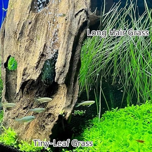 4 in 1 Aquarium Plant S.e.e.ds, no Artificial Plastic Plant, Live Grass for Fish Tank, fit All Substrate (0.36ozTiny+0.36oz Long+0.36oz Short+0.36oz Big Dual) ZQV-003 thumbnail 3