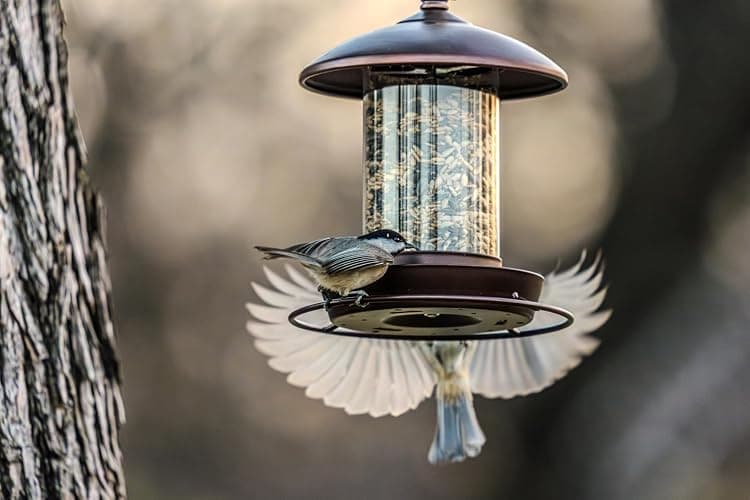 Youvip Metal Roof Bird Feeder - Chew Proof for Outdoor Hanging Wild Bird Seeds. Bronze thumbnail 8