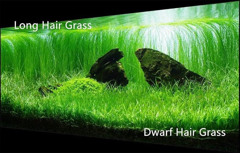 4 in 1 Aquarium Plant S.e.e.ds, no Artificial Plastic Plant, Live Grass for Fish Tank, fit All Substrate (0.36ozTiny+0.36oz Long+0.36oz Short+0.36oz Big Dual) ZQV-003 thumbnail 4