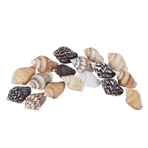 2000 PCS Tiny Mini Small Sea Shells for Crafting Spiral Conch Shells for Crafts Charms for Home Decorations Candle Decor DIY Fish Tank and Beach Vase Filler thumbnail 3