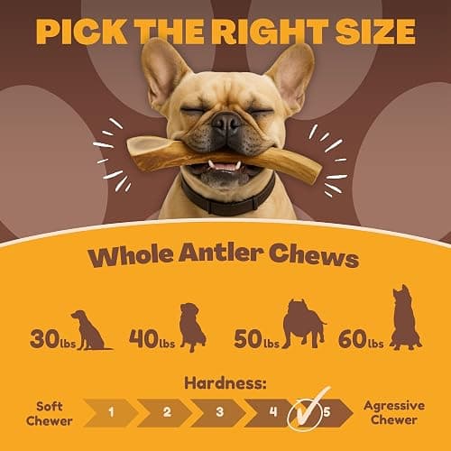 WhiteTail Naturals Deer Antlers for Dogs (1 lb Bulk Pack) Premium Antler Chews for Medium to Large Dogs – Grade A, Wild Sourced & Naturally Shed (Approx. 4-5 Count) thumbnail 4