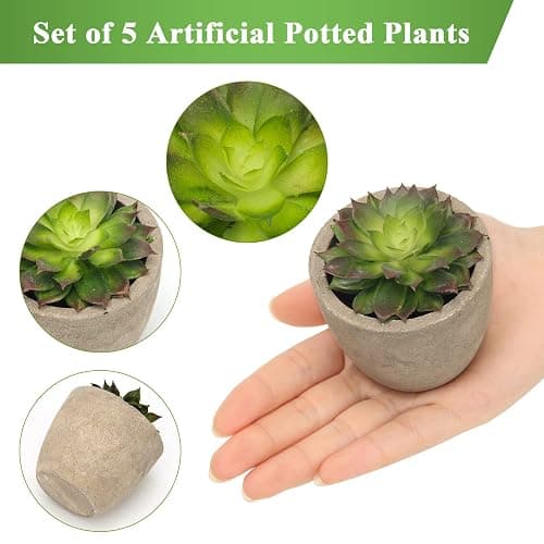 Coitak Artificial Succulent Plants Potted, Assorted Decorative Faux Succulent Potted Fake Cactus Cacti Plants with Pots, Set of 5 thumbnail 4