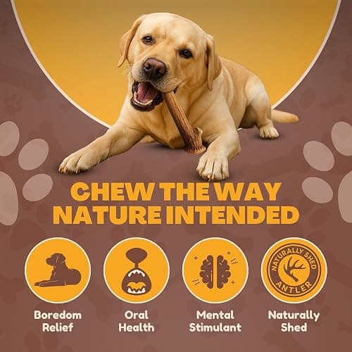 WhiteTail Naturals Deer Antlers for Dogs (1 lb Bulk Pack) Premium Antler Chews for Medium to Large Dogs – Grade A, Wild Sourced & Naturally Shed (Approx. 4-5 Count) thumbnail 6