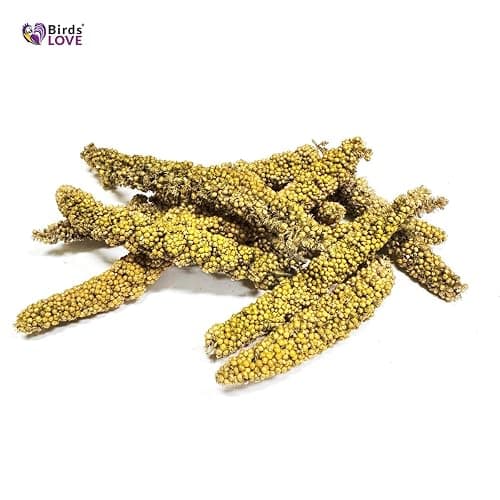 Birds LOVE Millet Tips & Tails for Birds - Parakeets, Cockatiels, Lovebirds, Finches, Budgies, Canaries, Cockatoos - Natural & Healthy Millet for Birds - Parakeet Food & Treats for All Parrots, 1lb thumbnail 2