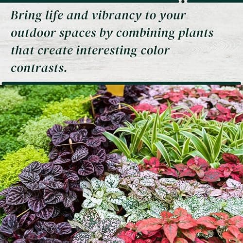 Polka Dot Plant Collection (4-Pack) - House Plants Indoors Live, Air Purifying Live Indoor House Plants, (Red, White, Rose, and Pink) Indoor Plants Live houseplants. thumbnail 4
