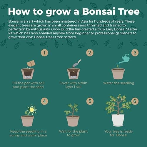 Master Bonsai Kit - Grow Buddha Bonsai Tree Growing Kit - Professional Growing and Styling Bonsai Set - Japanese Bonsai - Become Bonsai Master - Ideal Bonsai Tree Seed Kit for Indoor Garden Gardening thumbnail 6