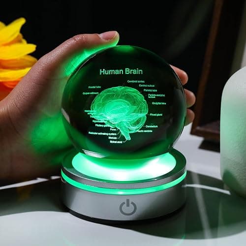 3D Human Brain 3.15 in. Crystal Ball Gifts for Him Her, Human Brain Anatomical Mini Model with Colorful Light Base for Neurologist Doctor Pharmacist, Physiology Graduation Gifts for Medical Students thumbnail 4