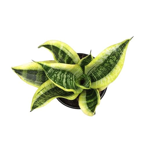 Live Snake Plant, Sansevieria trifasciata Superba, Fully Rooted Indoor House Plant in Pot, Mother in Law Tongue Sansevieria Plant, Potted Succulent Plant, Houseplant in Potting Soil by Plants for Pets thumbnail 10