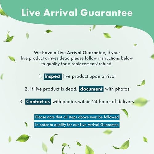 SubstrateSource Amazon Sword Echinodorus Bleheri Live Plant for Freshwater Aquariums, Natural Fish Tank Decorations, and Aquatic Decor (1 Pot (2-3 Plants)) thumbnail 7