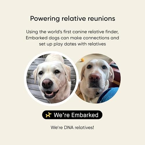 Embark Breed & Health Kit - Dog DNA Testing Kit - Discover Breed, Ancestry, Relative Finder, Genetic Health, Traits, Allergy Risk Scores thumbnail 5