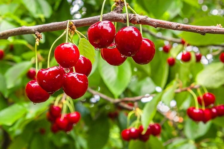 1200+ Mix Fruit Seeds Berry Seeds for Planting (9 Varieties) Heirloom Strawberry Raspberry Mulberry Apple Orange Blueberry Lemon Elderberry Cherry Seed for Home Garden thumbnail 5