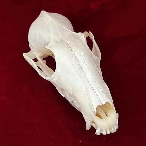 CLLOEAT Taxidermy Real Animals Skulls, Real Bones Specimen, Taxidermy Supplies for Science Education, Special Gift (Fox Skull) thumbnail 2