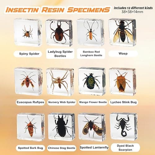 12 Pcs Insect in Resin Specimen Bugs Collection Paperweights, Resin Insects Specimen Frame Decoration for Tabletop Wall Art Decoration Scientific Educational Display Supplies (12 PCS Insects) thumbnail 2