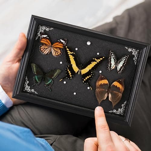 Real Framed Butterfly Taxidermy Collection - Set of 5 in Shadow Box Display, Office - Unusual Gift for Entomology Lovers, Birthday, Christmas thumbnail 8