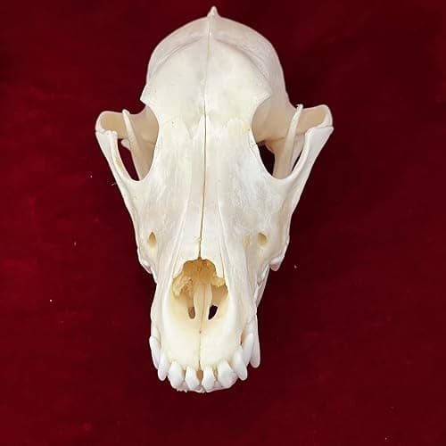CLLOEAT Taxidermy Real Animals Skulls, Real Bones Specimen, Taxidermy Supplies for Science Education, Special Gift (Fox Skull) thumbnail 5