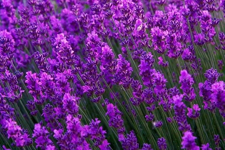 Lavender Seeds for Planting Herb Garden About 100 Seeds Spring or Fall Planting thumbnail 3