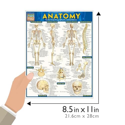 Anatomy: QuickStudy Laminated Reference Guide (Quickstudy Academic) thumbnail 2
