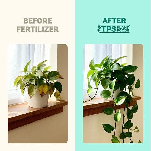 Indoor Plant Food, Complete Liquid Fertilizer for Houseplants, 8oz | Encourages New Growth, Kelp-Enriched Formula, Liquid Concentrate, Gentle for Weekly Feeding, All Indoor Plant Varieties thumbnail 3