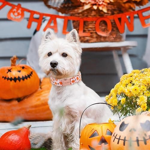 Unique style paws Dog Collar Metal Buckle Collar for Autumn Winter Christmas for Small Medium Large Boys Girls Dogs thumbnail 3
