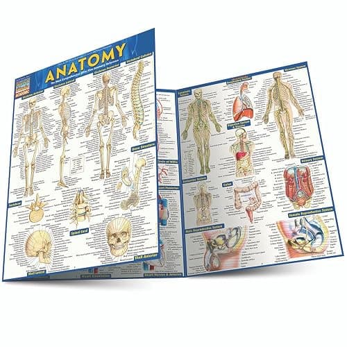 Anatomy: QuickStudy Laminated Reference Guide (Quickstudy Academic) - Image 1