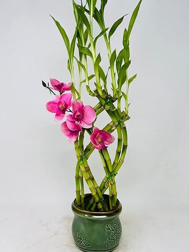 Jmbamboo- Live 8 Braided Style Lucky Bamboo Plant Arrangement with Green Vase - Image 1