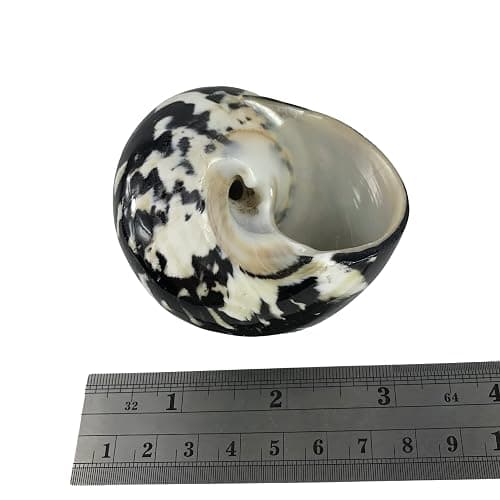 MMvloesy 1PC Black Polished Magpie Turbo Sea Shell, Hermit Crab Shells for DIY Beach Theme Party Home Decor 2.5"-3" Inch thumbnail 3