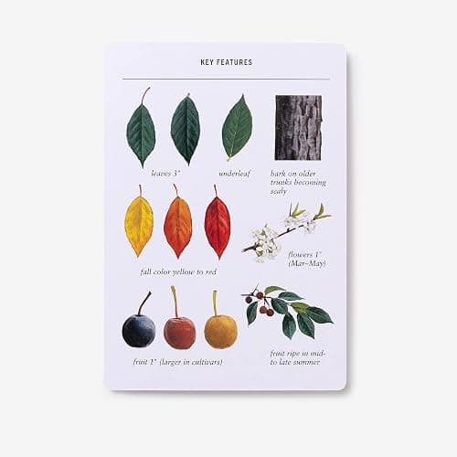Sibley Tree Identification Flashcards: 100 Trees of North America thumbnail 6