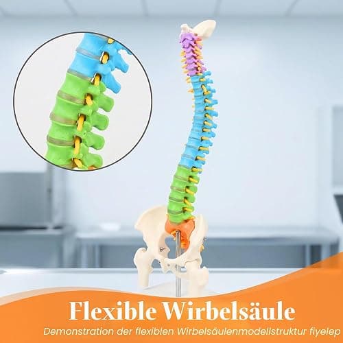 45cm Farbiges Flexibles menschliches Wirbelsäulenmodell mit Spinalnerven, Wirbelsäulenmodell, Becken und Oberschenkeln, anatomisches Modell der Wirbelsäule für Medizinstudenten Ärzte und Lehrer thumbnail 4