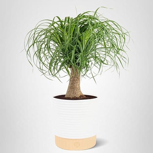 Costa Farms Ponytail Palm, Live Indoor Plant, Tropical Decor, Air Purifying | Quirky bulb trunk and curly leaves, drought-tolerant. Great indoor houseplant. Ideal housewarming or birthday gift. thumbnail 10