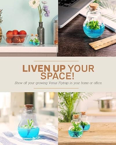Venus Fly Trap, Grow Your Own Venus Flytrap in a 100% Self Sustaining Glass Terrarium, Maintenance Free, Easy to Grow, Healthy Growth Guarantee thumbnail 6