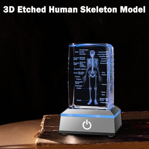 IFOLAINA 3D Human Skeleton Model Anatomy Gifts Crystal Labeled Skeleton Model Medical Figurines Bone Doctor Stuff Named Laser Engraved Gift for Med Biology Students thumbnail 6