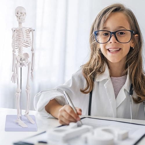 NLShan Human Skeleton Model for Anatomy: Scientific Model with Movable Arms, Legs & Display Stand - 17" Mini Human Skeleton Model for Study and Display thumbnail 6