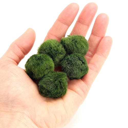 k2aqua 5 Marimo Moss Balls, Always Fresh Live Aquarium Plant, Cladophora aegagropila thumbnail 3