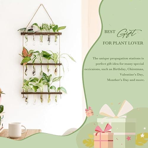 Mkono Plant Propagation Tubes, 3 Tiered Wall Hanging Terrarium with Wooden Stand Mini Test Tube Flower Vase Glass Planter Stations for Hydroponic Cutting Home Garden Office Decor Plant Lover Gift thumbnail 3